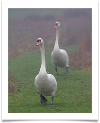 1 - Going for a walk - Chris Beesley